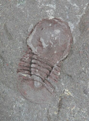 Cyclopyge - An Unusual Pelagic Trilobite (Pos/Neg) #40146